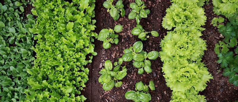 Φυλλώδη Λαχανικά τον χειμώνα: όταν η υγρασία φέρνει ασθένειες – οι λεπτομέρειες κάνουν τη διαφορά