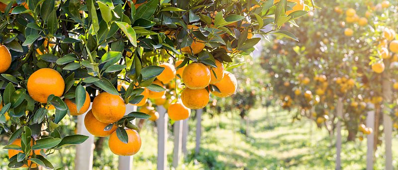 Εσπεριδοειδή: Πρώιμη και συγκρατημένη ανθοφορία λόγω καιρού και περσινής παραγωγής