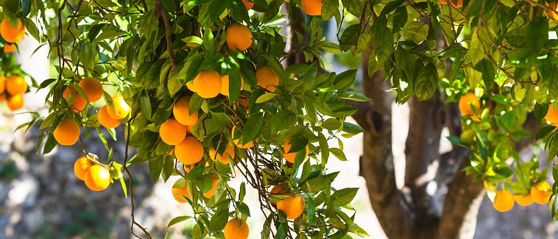 Όταν η Θερμοκρασία Πέφτει: Πώς Επηρεάζονται τα Εσπεριδοειδή και Πώς Προστατεύονται