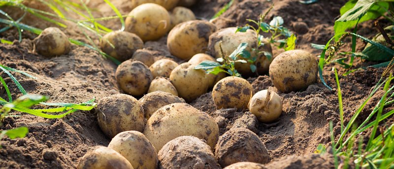 Ευνοϊκές καιρικές συνθήκες για περονόσπορο και αλτερνάρια στην πατάτα – Συστάσεις
