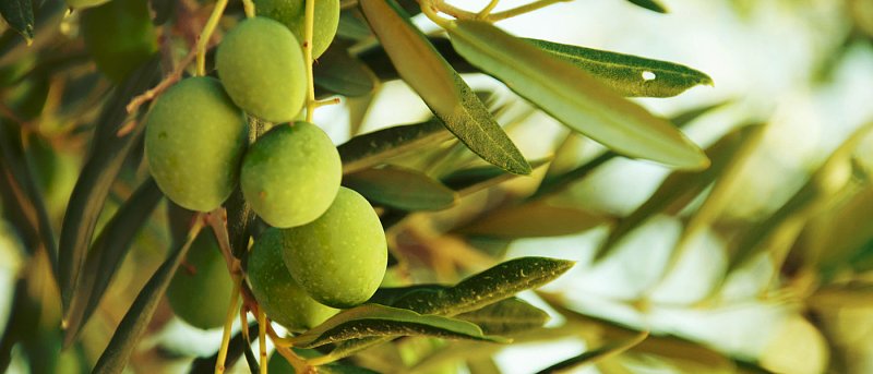 Από 1η Οκτωβρίου ξεκινά η δήλωση συγκομιδής ελαιοκάρπου, τι πρέπει να προσέξουν οι παραγωγοί