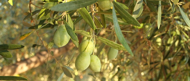 Διαφυλλική λίπανση και υδρολίπανση στην ελιά: Πότε και πώς αξιοποιούνται σωστά