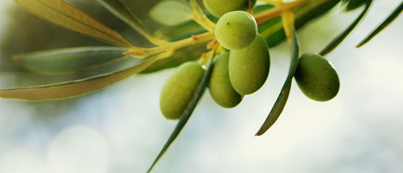 Πυρηνοτρήτης στην ελιά: Η σημασία της παρακολούθησης και του σωστού χρόνου επέμβασης
