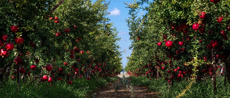 Ροδιά: Παράγοντες που κρίνουν την απόφαση για μια νέα φυτεία