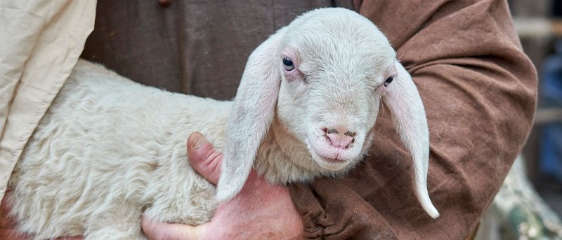 Αιγοπροβατοτροφία σε πίεση: ευλογιά, κόστος και αβεβαιότητα για την επόμενη μέρα