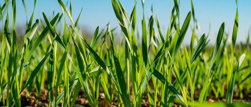 Σκληρό σιτάρι: Πού μπορεί να μειωθεί το κόστος χωρίς να χαθεί απόδοση