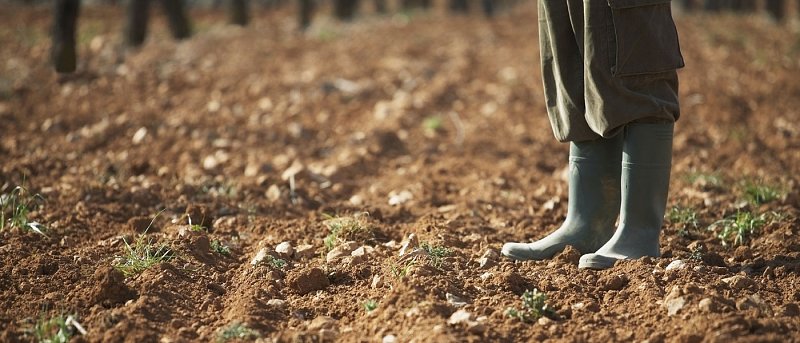 Οδηγός βασικής λίπανσης για χειμερινά σιτηρά