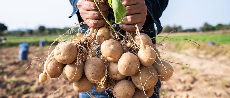 Γέμισε η αγορά με εισαγόμενες φτηνές πατάτες, απούλητη η ντόπια παραγωγή, ανάγκη στήριξης παραγωγών με de minimis