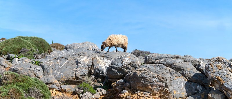 Εντοπίστηκε νέο κρούσμα ευλογιάς των αιγοπροβάτων στις Σέρρες, σε απόγνωση οι κτηνοτρόφοι