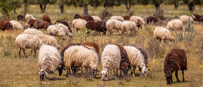 Οι σπάνιες αυτόχθονες φυλές προβάτων και η τεκμηρίωσή τους, τι θα πρέπει να γίνει για τη διάσωσή τους