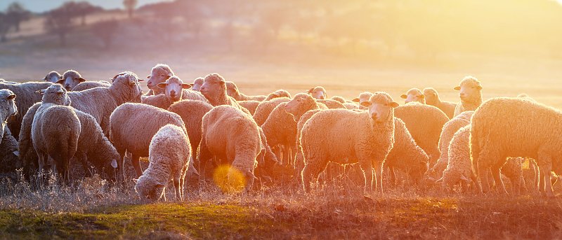 Νέες αποζημιώσεις 12,2 εκατ. ευρώ για τα θανατωθέντα ζώα από ευλογιά ανακοίνωσε το ΥΠΑΑΤ