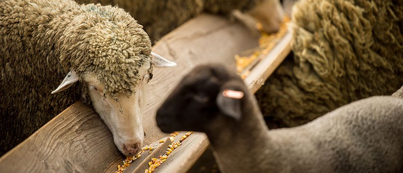 Παρουσίαση στην ΕΕ του σχεδίου για αφθώδη πυρετό από Σχοινά, δρομολογείται η στήριξη για κτηνοτρόφους λέει ο Λαζαρίδης