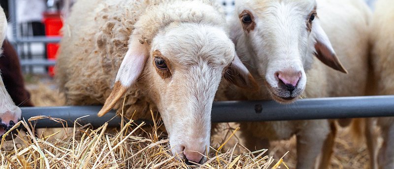 Από 6 έως 21 ευρώ ανά επιλέξιμο ζώο η ενίσχυση για ζωοτροφές στους κτηνοτρόφους, δίνουν επιπλέον 21 εκ. ευρώ