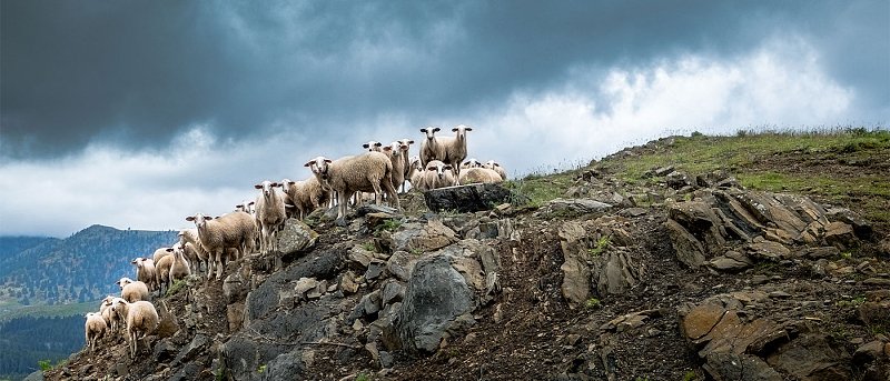 Πόση ήταν η μείωση αιγοπροβάτων στην Κρήτη με νέα «τεχνική λύση» της ΑΑΔΕ, πόσοι πήραν βοσκοτόπια εκτός νησιού