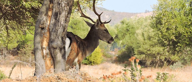 Ανεξέλεγκτη η κατάσταση στη Ρόδο με το πλατώνι