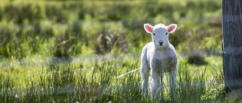 Υποθερμία στα νεογέννητα αμνοερίφια: Ο κίνδυνος του χειμώνα που δεν συγχωρεί