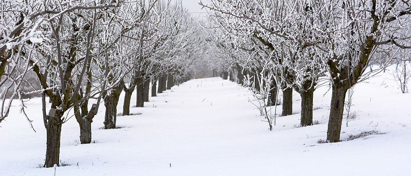 Πώς εξελίσσεται φέτος η συσσώρευση ψύχους – Τι σημαίνει για τις δενδροκαλλιέργειες