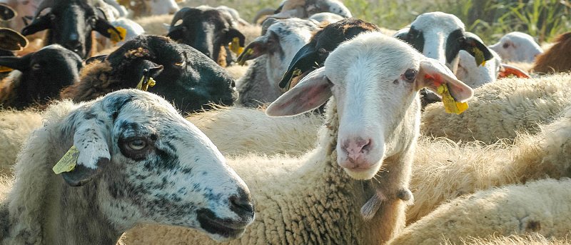 Που καταγράφηκαν 15 νέα κρούσματα ευλογιάς των αιγοπροβάτων το διάστημα 9 έως 29 Μαρτίου