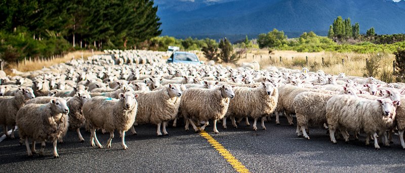 Ευλογιά: Πυρά κυβέρνησης – κτηνοτρόφων για το εμβόλιο – Αντιπαραθέσεις για τη διαχείριση της ευλογιάς στη Βουλή