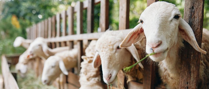 Ενιαίο σύστημα σήμανσης και ιχνηλασιμότητας πρότεινε να νομοθετηθεί ο καθηγητής Κτηνιατρικής, Γ. Αρσένος