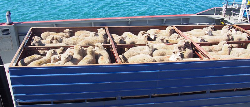 Συνελήφθησαν 3 κτηνοτρόφοι στην Ναύπακτο γιατί μετέφεραν 36 πρόβατα και 8 αρνιά