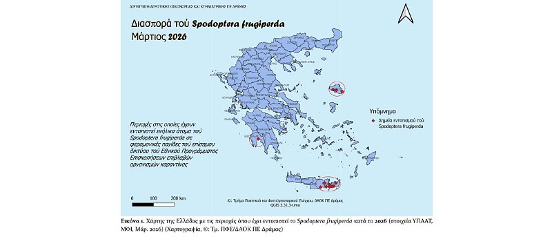 Spodoptera frugiperda: Επιβλαβής οργανισμός καραντίνας – τι ισχύει και τι πρέπει να γνωρίζουν οι παραγωγοί