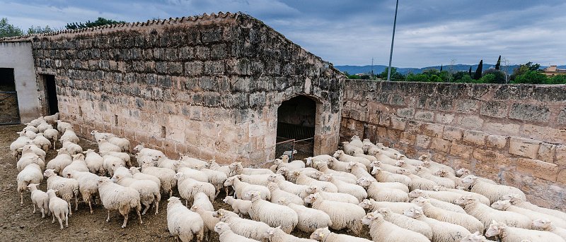 Τα 13 αιτήματα των κτηνοτρόφων προς τον Τσιάρα, απαιτούν ανάληψη της οικονομικής ευθύνης των πολιτικών