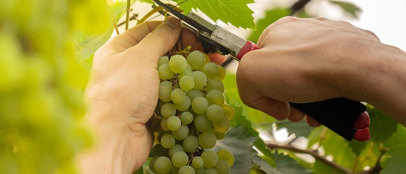 Με τιμή 1,70 ευρώ ξεκίνησε η φετινή συγκομιδή πρώιμων επιτραπέζιων σταφυλιών