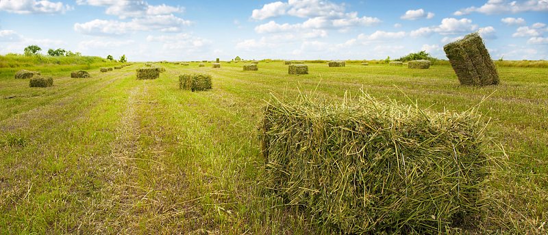 Ποσό 30 εκ. ευρώ θα δοθεί de minimis στην μηδική, πότε θα πληρωθεί και που θα κυμανθεί η στρεμματική ενίσχυση