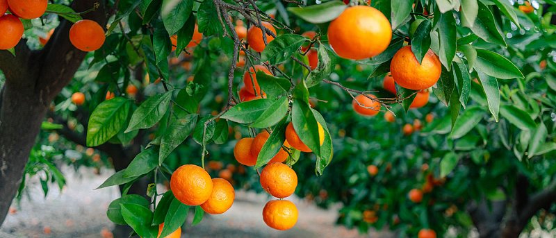 Στα 50 λεπτά είναι η τιμή στα Βαλέντσια, προβλέψεις για τη νέα σοδειά πορτοκαλιών