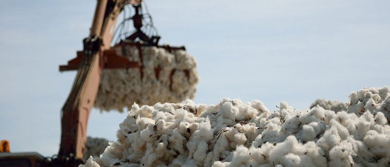 Βαμβάκι στα Φάρσαλα: Καλή εικόνα στα χωράφια – Η ζυγαριά θα δείξει την τελική απόδοση