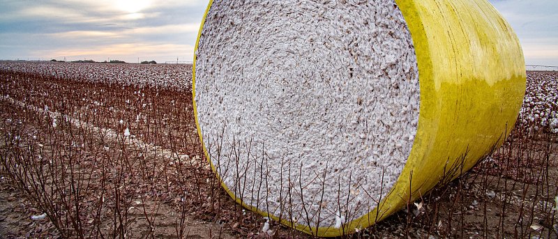 Μετά τη συγκομιδή του βαμβακιού: γιατί οι μετασυλλεκτικές εργασίες είναι κρίσιμες