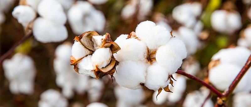Συνάντηση Διεπαγγελματικής Βάμβακος με ΥπΑΑΤ για εφαρμογή πριμ άνθρακα στο βαμβάκι, ποιες οι δεσμεύσεις του προγράμματος