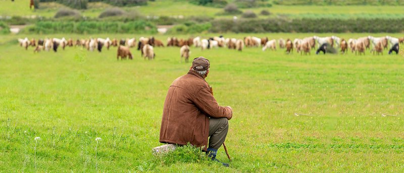 Ευλογιά, κλιματική αλλαγή, χαμηλό αγροτικό εισόδημα, ελληνοποιήσεις απειλούν το επάγγελμα του κτηνοτρόφου