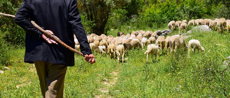 ΟΑΣΛ: Οι κτηνοτρόφοι της Λέσβου έμειναν ξανά χωρίς απαντήσεις και απoζημιώσεις