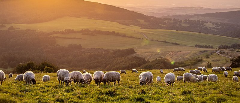 Τέσσερις νέες συλλήψεις κτηνοτρόφων για παράνομη βόσκηση είχαμε Παρασκευή και Σάββατο, σε ποιες περιοχές έγιναν