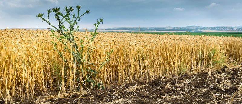 Ανθεκτικά ζιζάνια: Μια αυξανόμενη πρόκληση για τις καλλιέργειες
